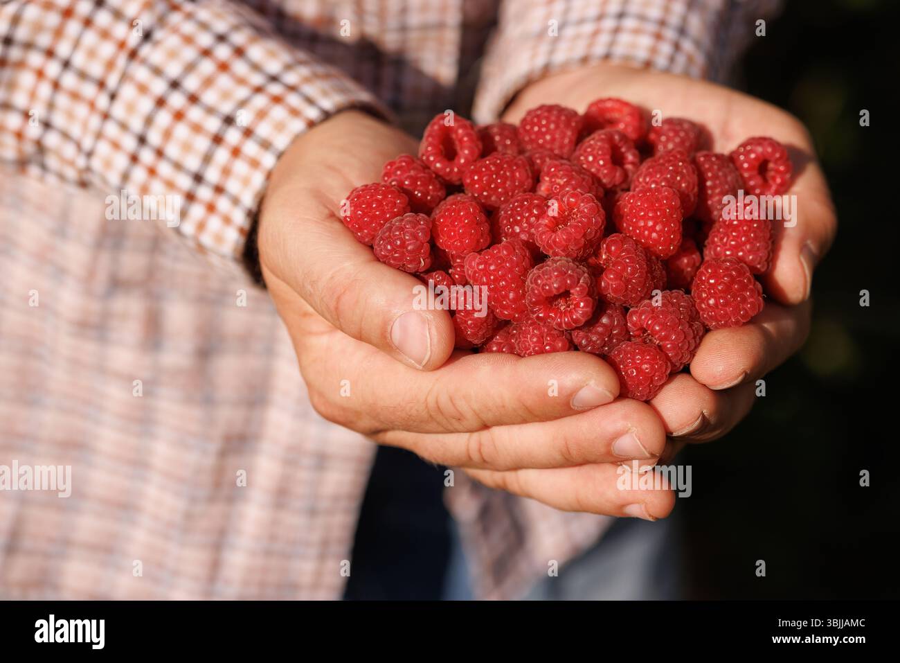 Mani che tengono freschi lamponi biologici, simboleggiano il raccolto naturale, una sana alimentazione e un'agricoltura sostenibile in ambiente rurale. Foto Stock