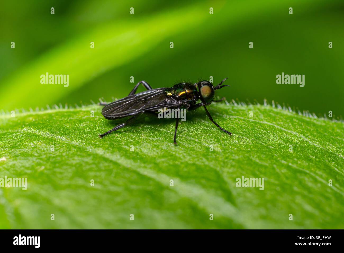Le mosche a gambe lunghe Actina si aprono su una lussureggiante foglia verde che mette in risalto la sua lucentezza metallizzata e l'istinto predatorio in un ambiente tranquillo all'aperto. Foto Stock