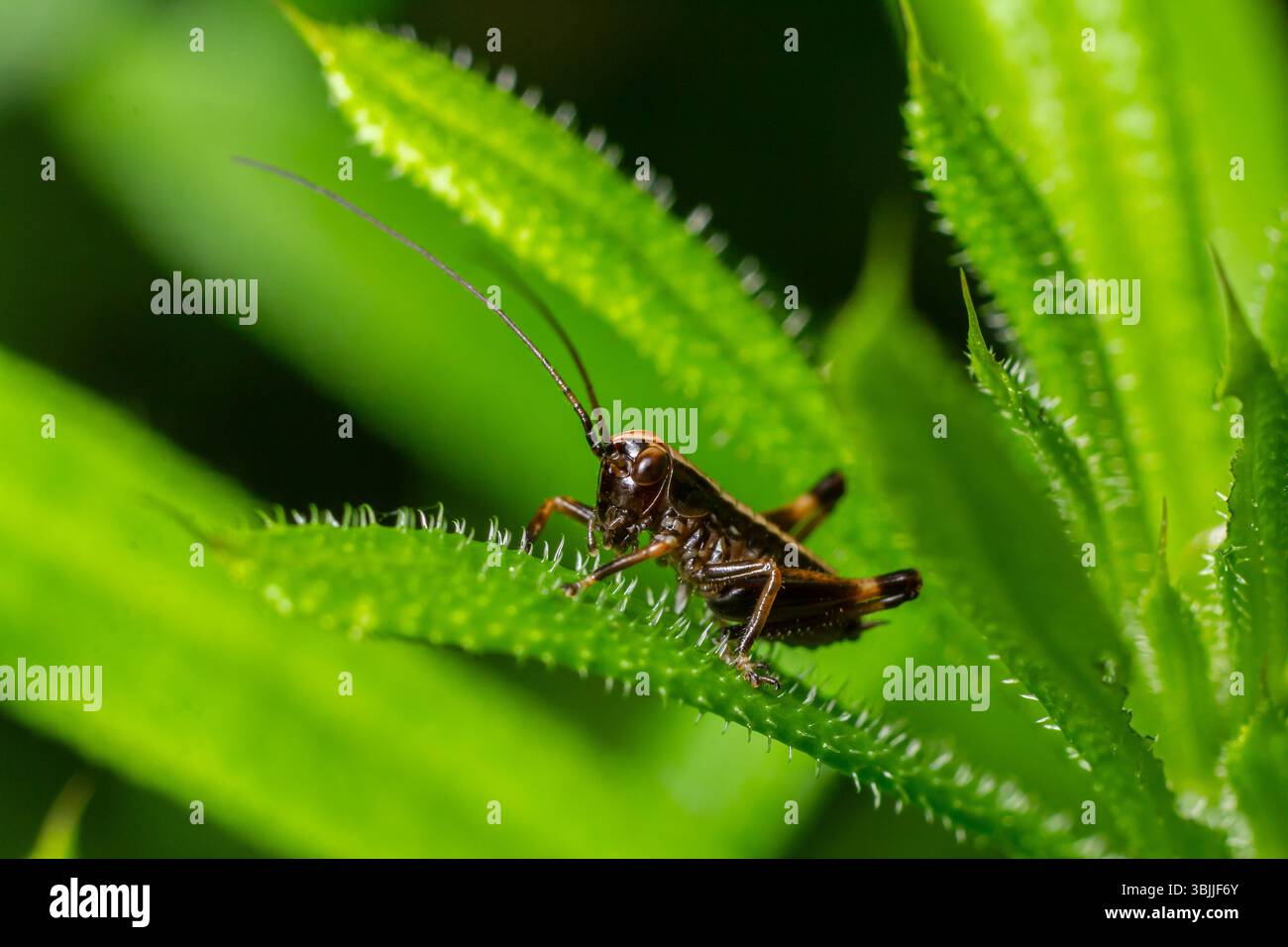 Una ninfa scura di Bush-cricket con caratteristiche distintive si trova su una lussureggiante vegetazione che mostra il suo comportamento naturale in un ambiente fiorente sotto il sole Foto Stock