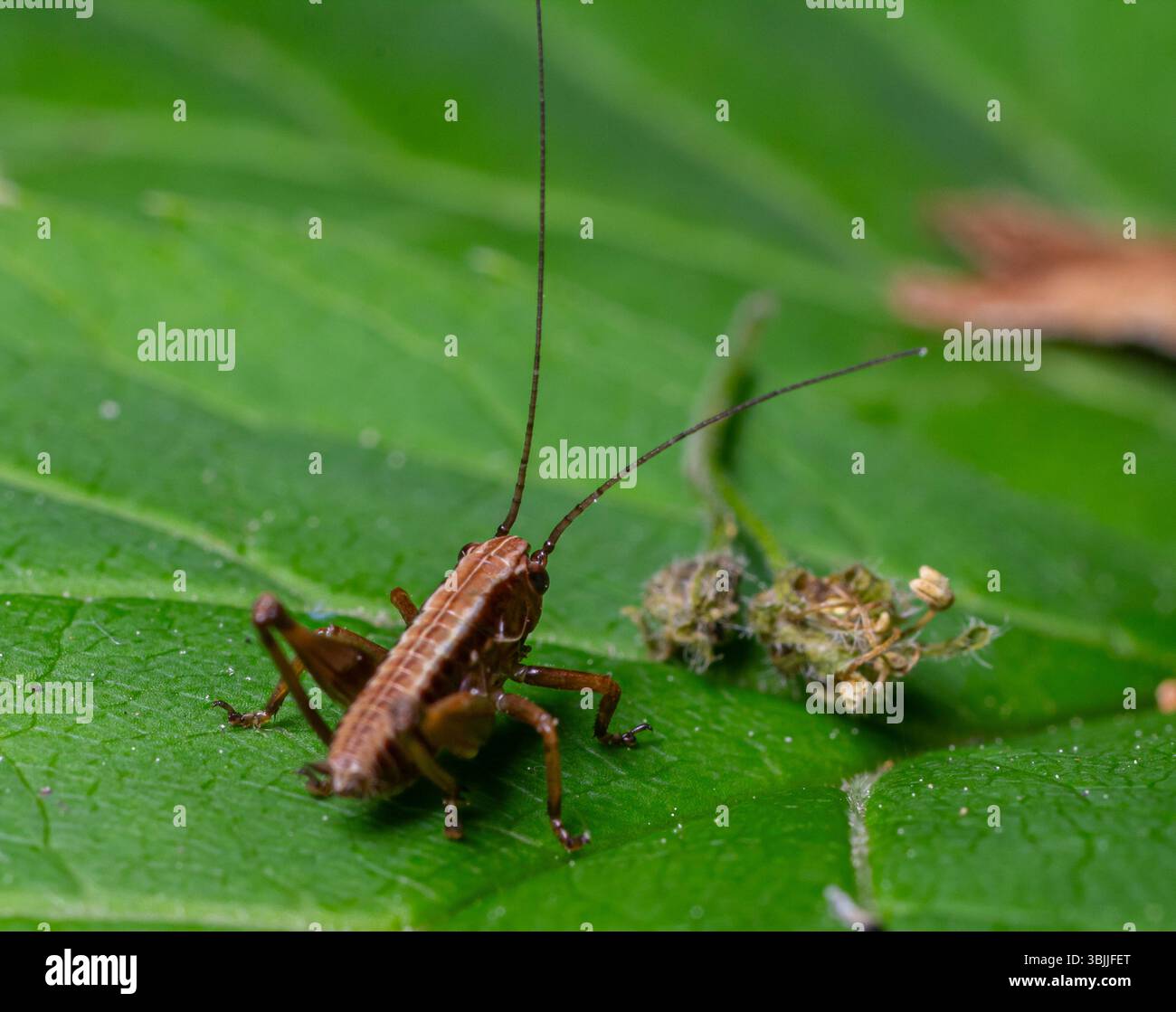 Si osserva una ninfa scura di Bush-cricket che si muove attraverso foglie verdi lussureggianti che mostrano il suo corpo snello e le lunghe antenne in un ambiente naturale vivace. Foto Stock