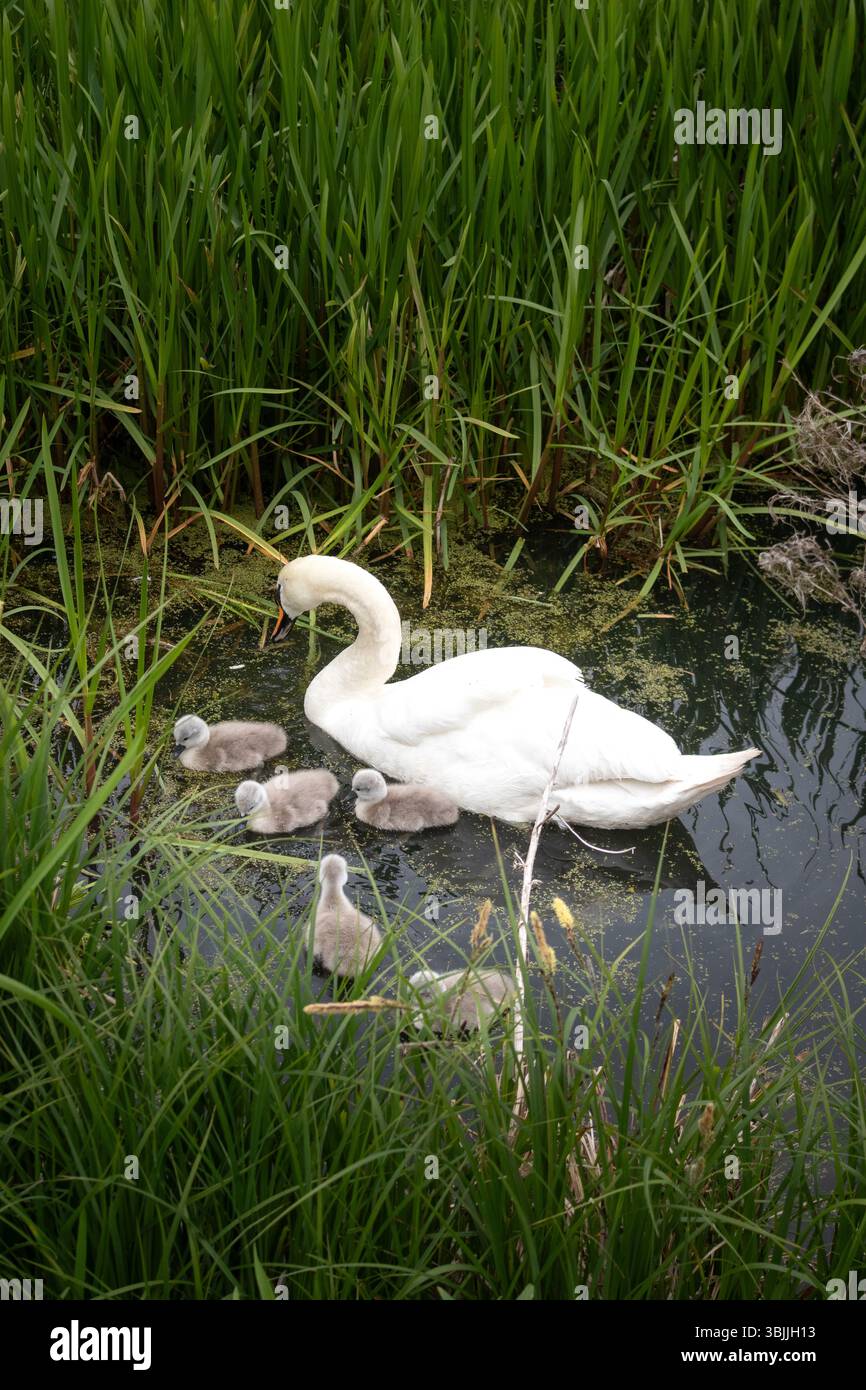 Famiglia di cigni nello stagno erboso Foto Stock