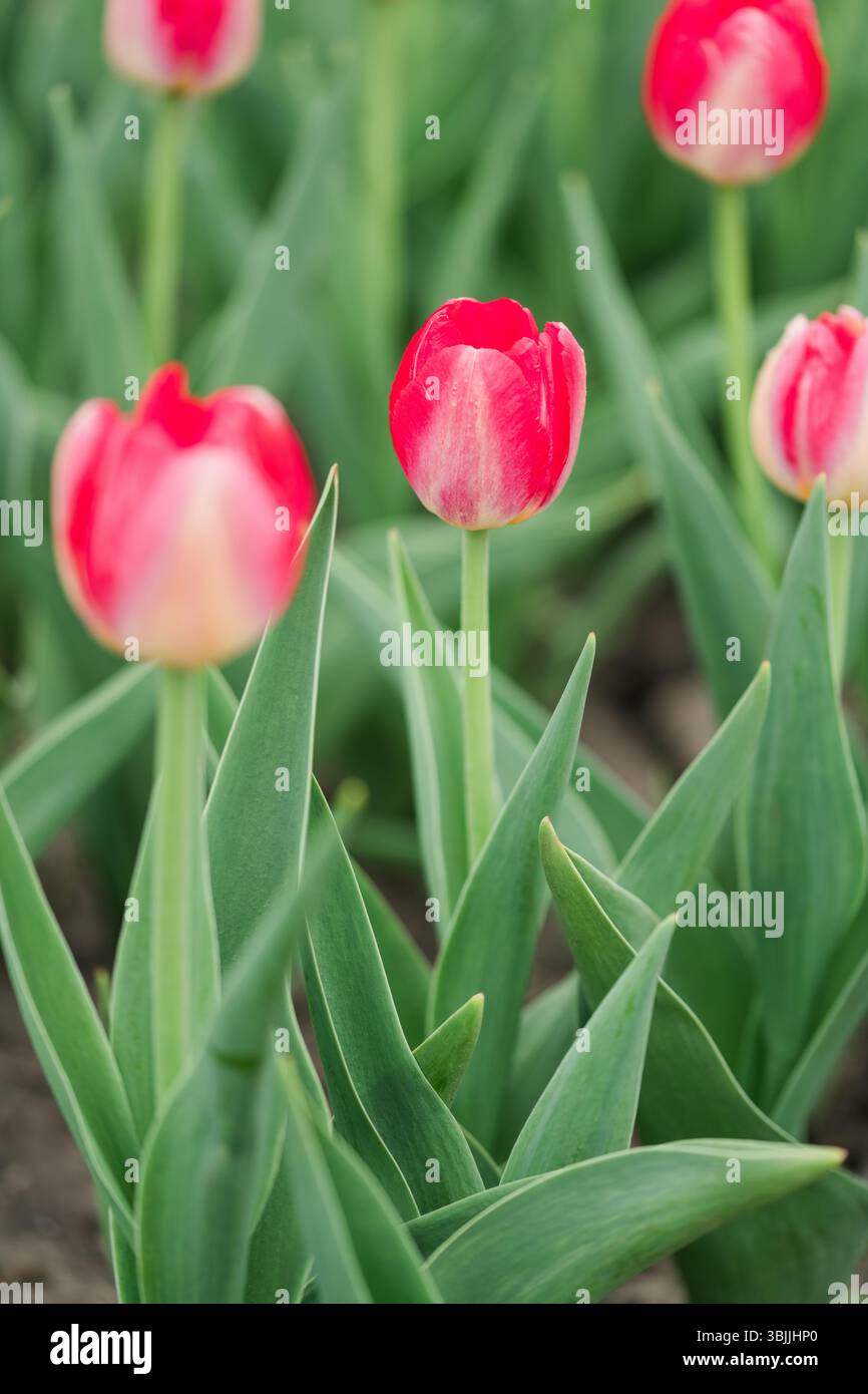 Primo piano di tulipani rosa in fiore circondati da foglie verdi Foto Stock