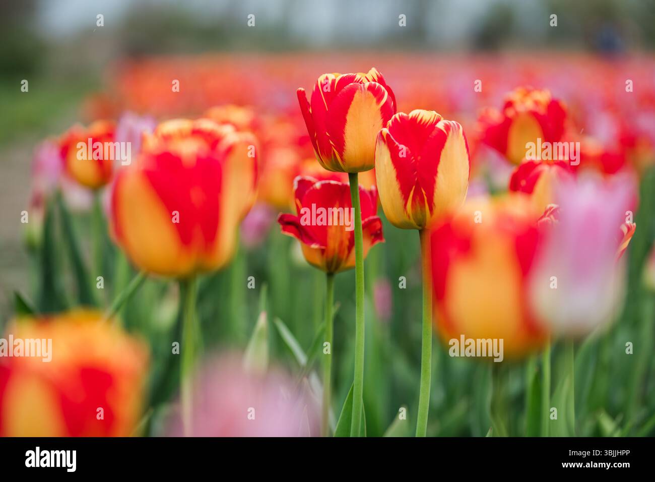 Primo piano di Fiery Bicolor Tulips in un campo vivace Foto Stock