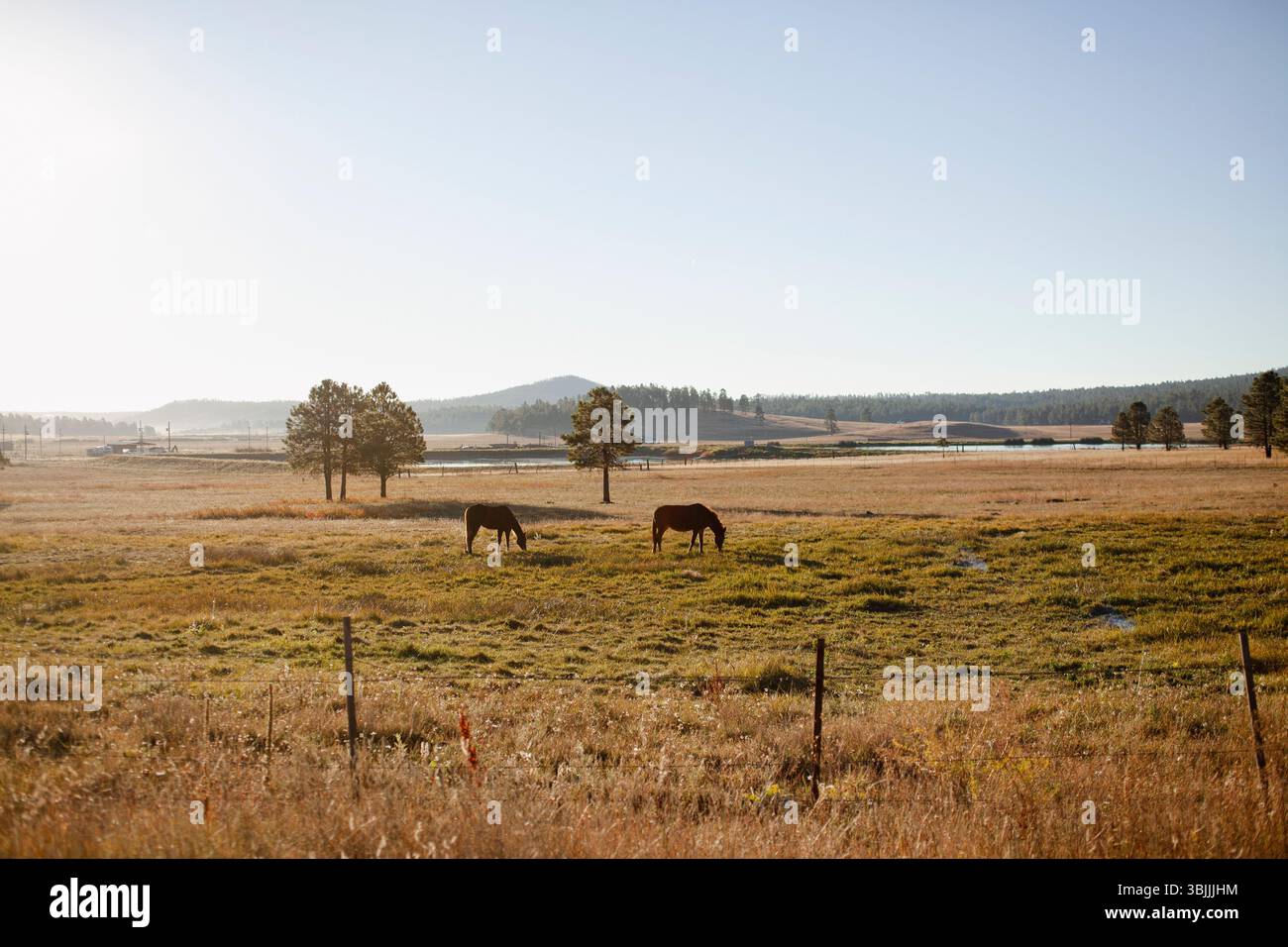 I cavalli pascolano in un campo del paese Foto Stock