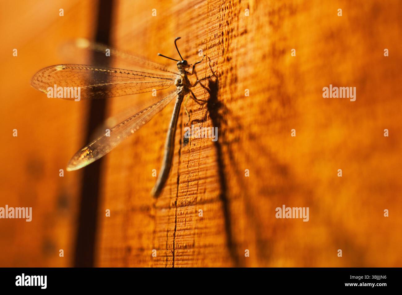 Un insetto alato al creoleone si aggrappa alla colonna di legno Foto Stock