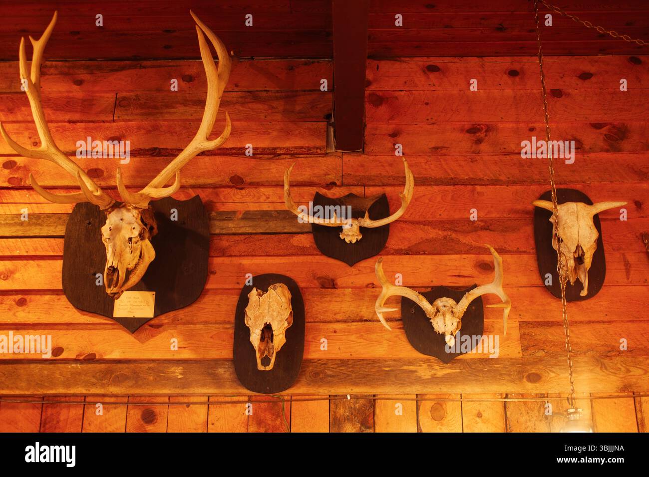 Teschi di animali montati adornano una parete di legno Foto Stock