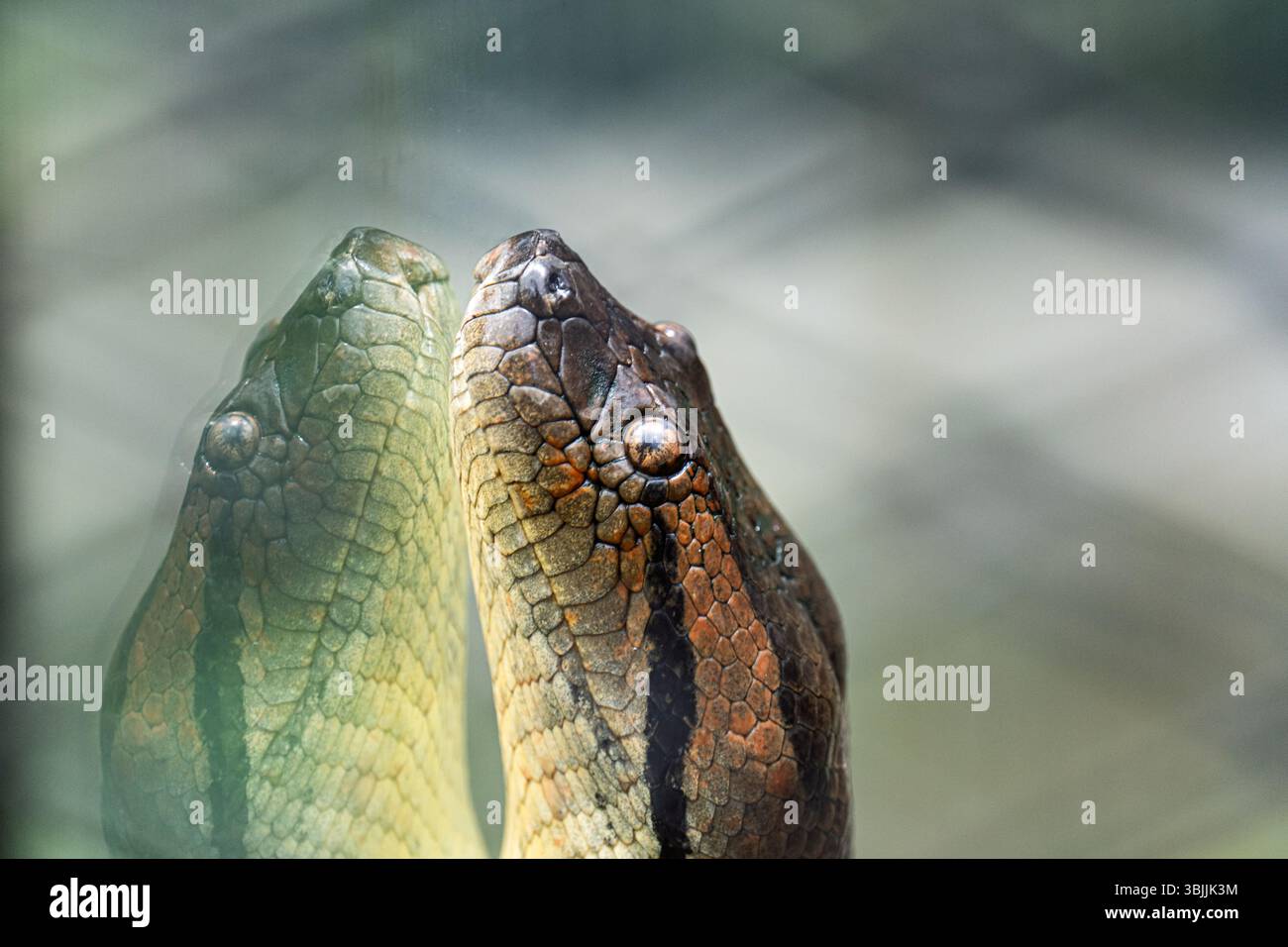 La testa di Anaconda contro il vetro creando un riflesso speculare Foto Stock