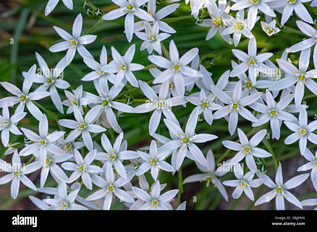 Un denso gruppo di fiori di Betlemme con petali bianchi e centri gialli fiorisce vibrantemente in un giardino primaverile, creando un suggestivo tappeto di d Foto Stock