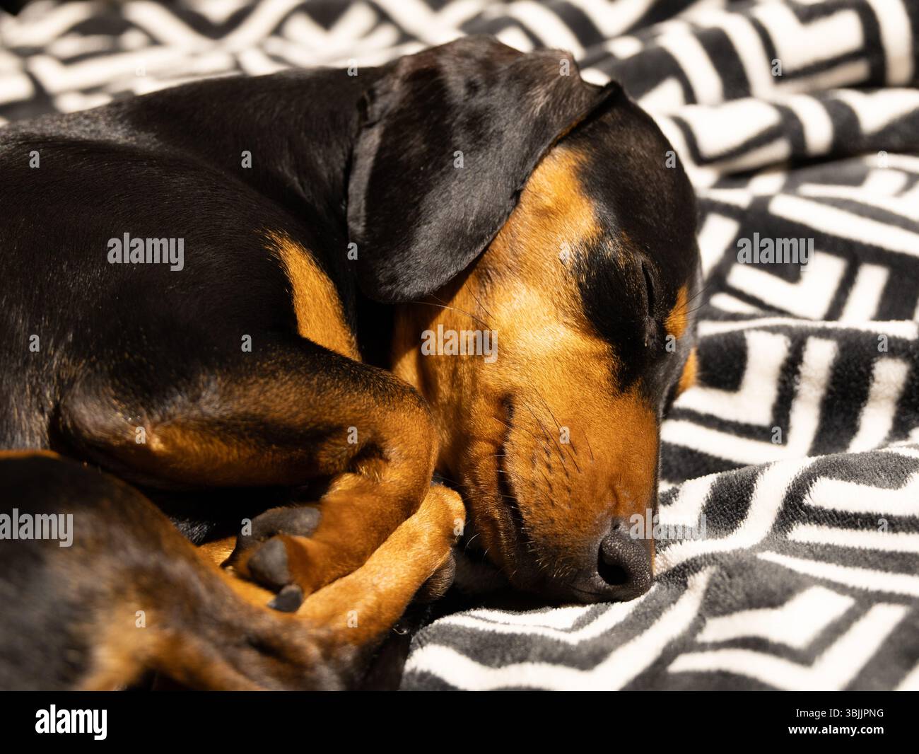 Dachshund, nero e abbronzato, dorme arricciato su una morbida coperta in bianco e nero Foto Stock