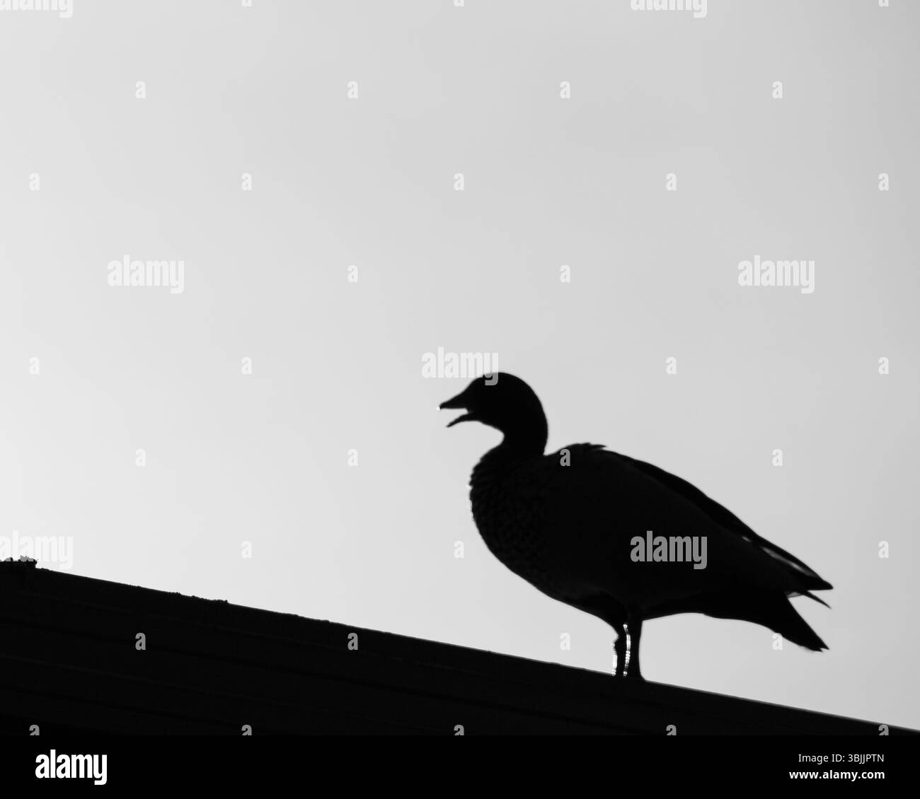 La silhouette di un'anatra sul tetto in bianco e nero. Un'immagine minimalista. Foto Stock