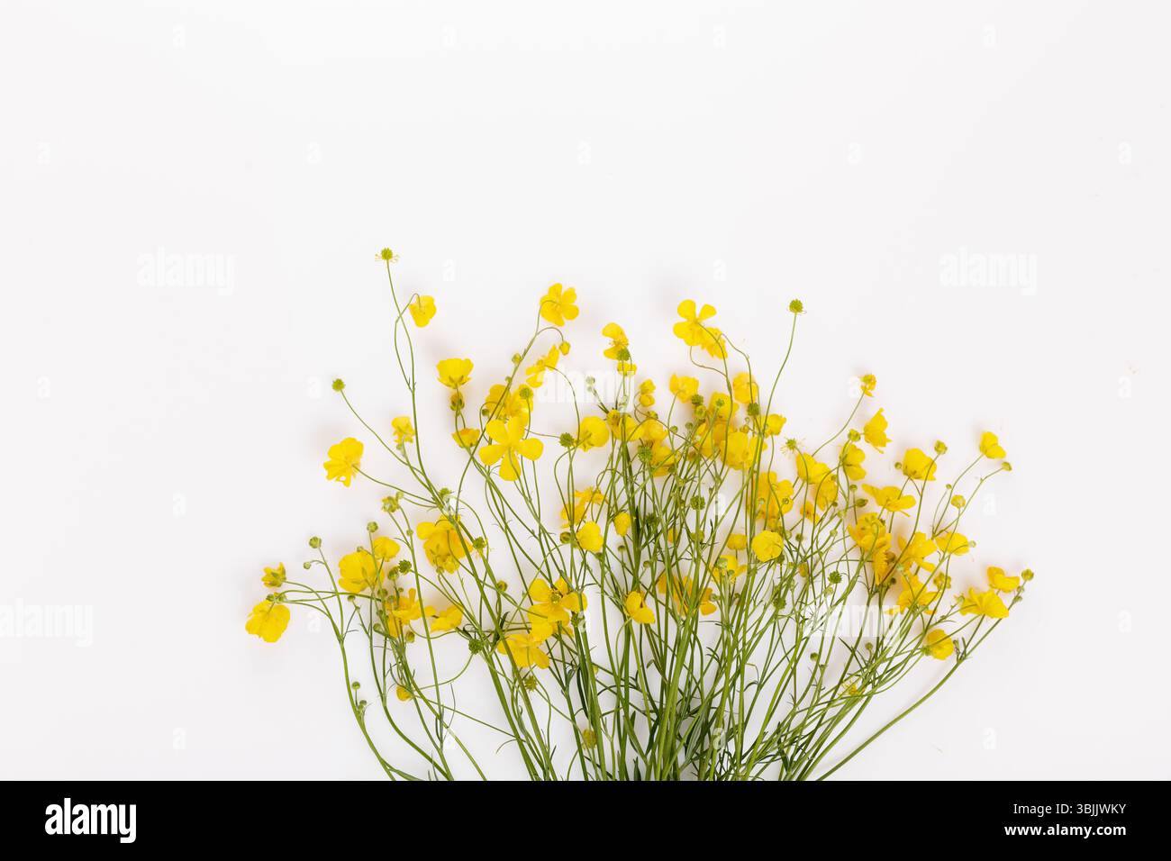 Bouquet di bocconcini selvatici su sfondo bianco, piatto estivo stagionale con spazio per il testo, fiori tradizionali utilizzati per le celebrazioni del solstizio Foto Stock