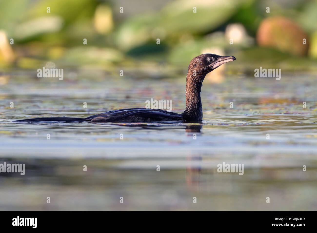 Cormorano pigmeo (Microcarbo pygmaeus) di Tiszaalpár, Ungheria. Foto Stock Cormorano pigmeo (Microcarbo pygmaeus) di Tiszaalpár, Ungheria. Foto Stock