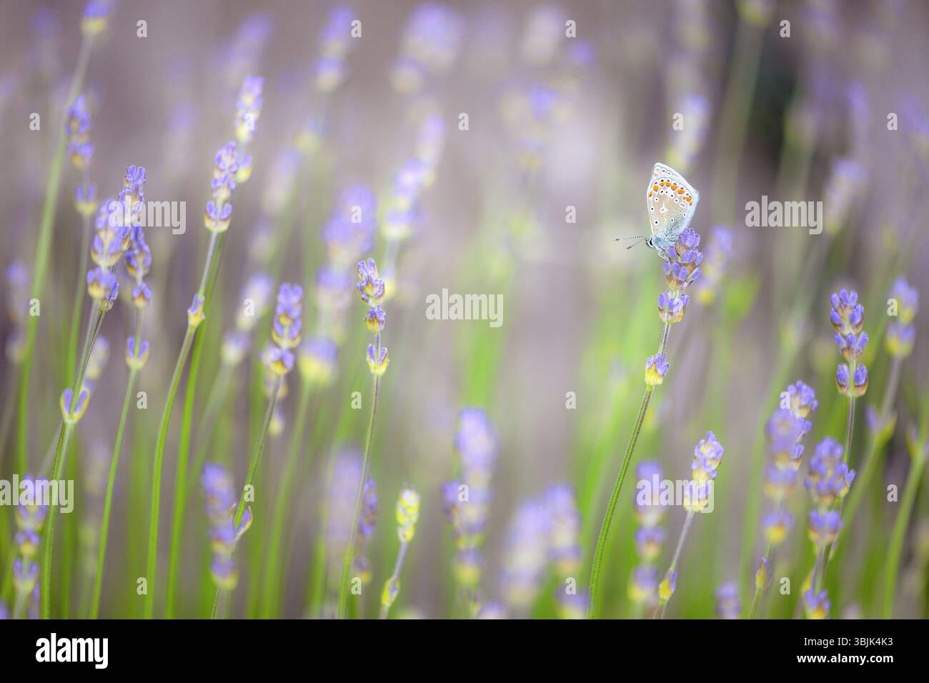 Blu comune (Polyommatus icarus) in un campo di lavanda (Lavendula sp.). Da Hidra, Norvegia sud-occidentale a giugno. Foto Stock Blu comune (Polyommatus icarus) in un campo di lavanda (Lavendula sp.). Da Hidra, Norvegia sud-occidentale a giugno. Foto Stock