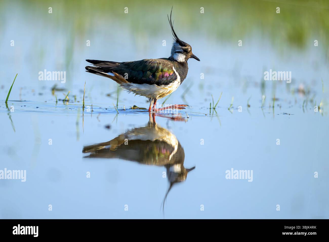 Lapwing settentrionale (Vanellus vanellus) proveniente da Tiszaalpár, Ungheria. Foto Stock