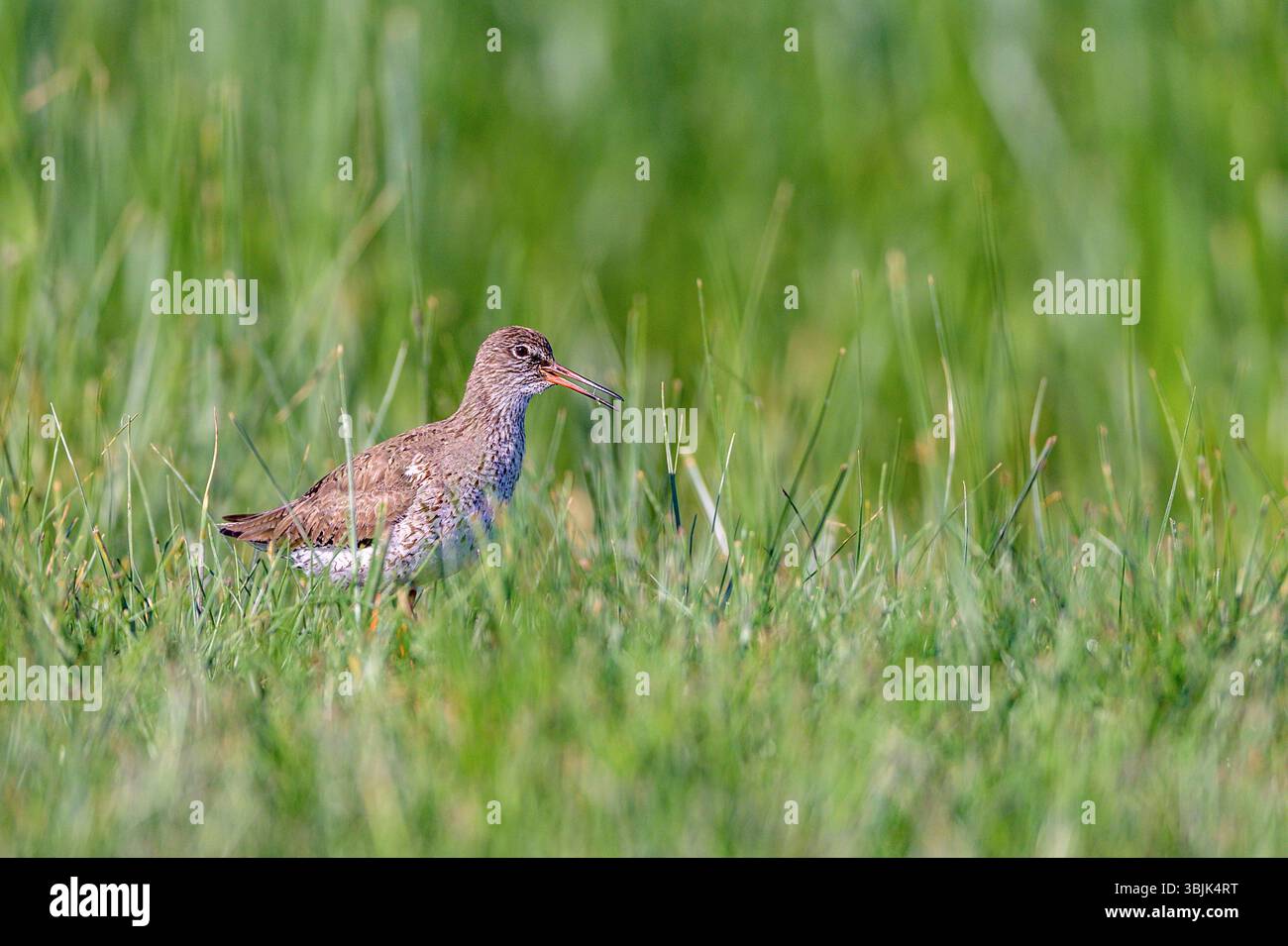 Comune Redshank (Tringa totanus) di Tiszaalpár, Ungheria. Foto Stock Comune Redshank (Tringa totanus) di Tiszaalpár, Ungheria. Foto Stock