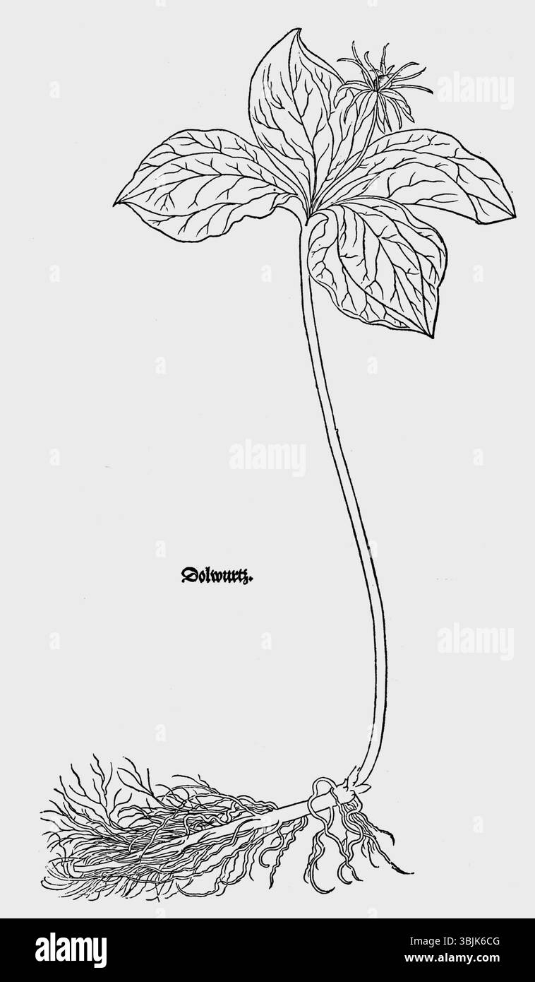 Un'illustrazione di Leonhart Fuchs del 1543 raffigurante la quadrifolia di Parigi, o Dolwurtz. Il disegno botanico dettagliato cattura le caratteristiche distintive della pianta, mostrando le sue foglie e la sua struttura. Foto Stock