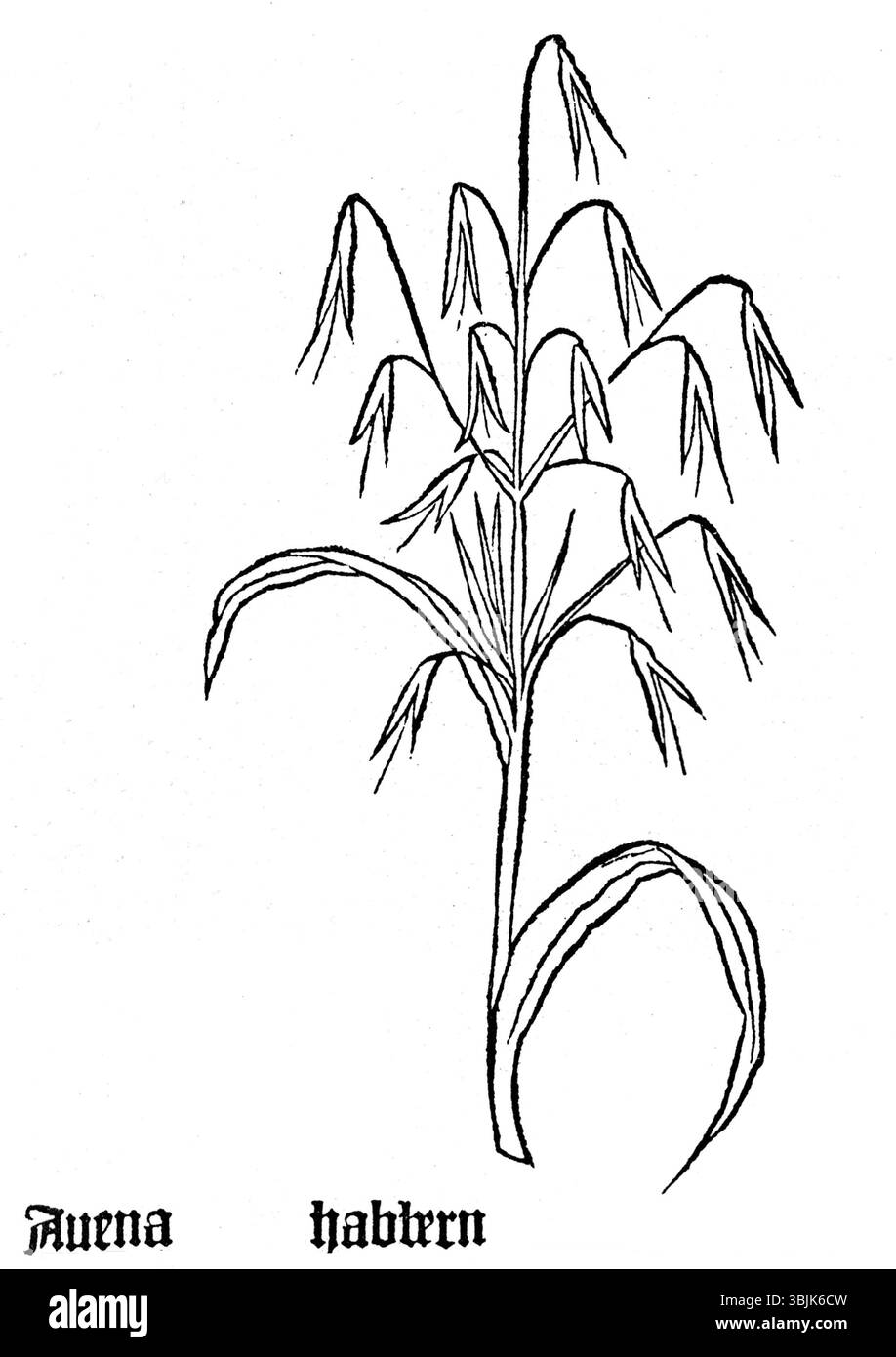 Un'illustrazione di *avena sativa* (avena) del 1485 *Gart*, un erbario medievale noto per i suoi disegni botanici dettagliati di piante. Foto Stock