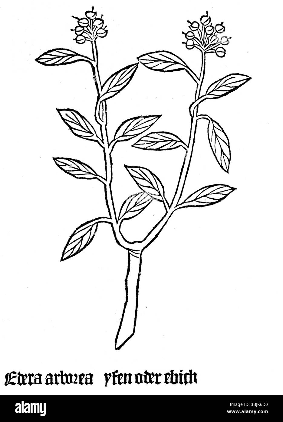 Illustrazione botanica di Hedera Helix (edera comune) dal testo tedesco del 1485 "Gart Edera". Foto Stock