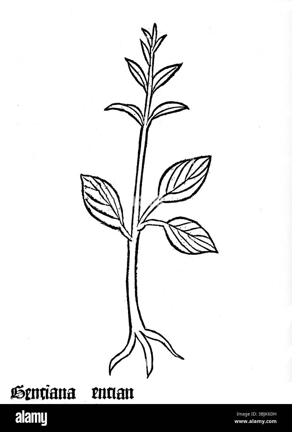 Un'illustrazione della Gentiana lutea del 1485 *Gart*, un altro erbario medievale noto per i suoi disegni botanici dettagliati di piante con usi medicinali. Foto Stock