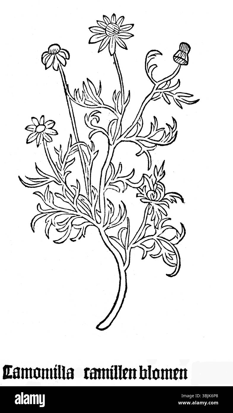 La *Gart Chamomilla* del 1485 è una prima rappresentazione della camomilla (*Matricaria chamomilla*), che mette in evidenza i suoi usi botanici e medicinali nel Medioevo. L'illustrazione sottolinea il suo ruolo nei rimedi erboristici. Foto Stock