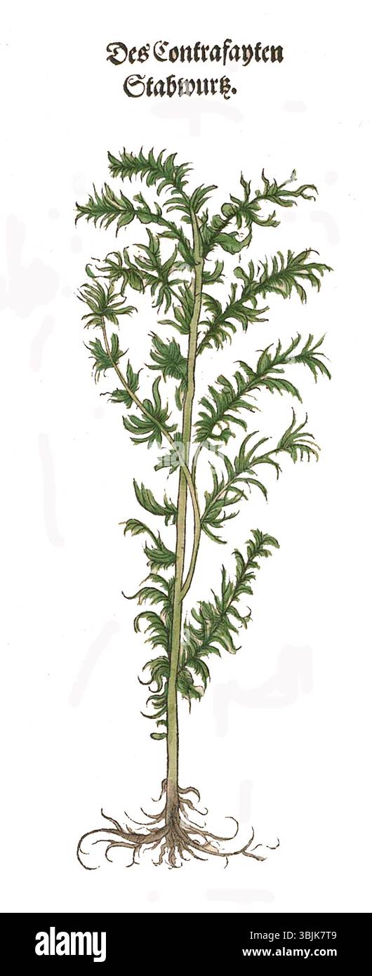 Questa rappresentazione del 1537 dell'Eberraute (Stabwurtz) di Brunfels mette in evidenza le sue proprietà botaniche e medicinali in un'illustrazione dettagliata del manoscritto. Foto Stock