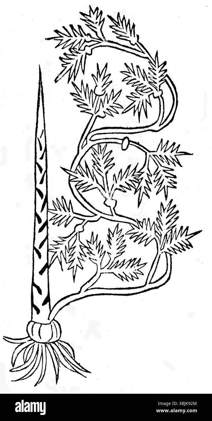 Questa immagine del 1485 di Asparagus officinalis è un dettagliato disegno botanico di un erbario da giardino, che illustra le caratteristiche e la crescita della pianta. Foto Stock