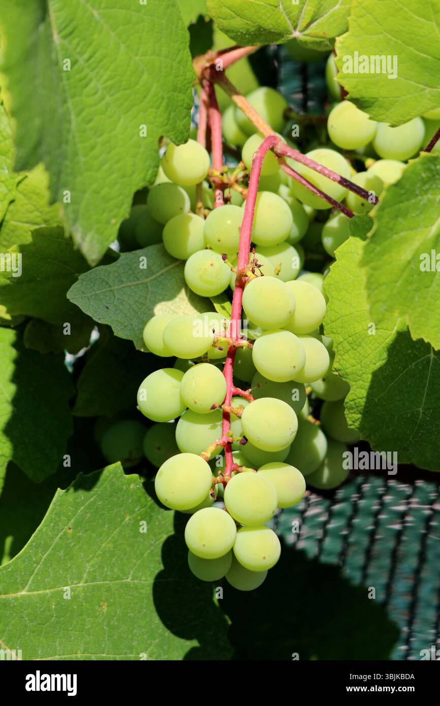 Uva Vitis vinifera, chiamata anche uva comune e uva da vino, presenta un gruppo stretto di frutti verdi accresciuti con bucce lisce e venature larghe Foto Stock