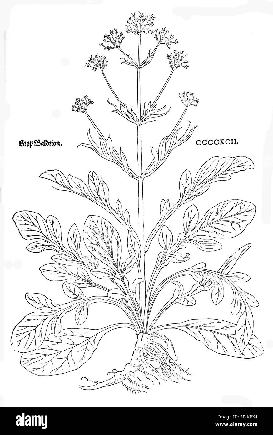 L'illustrazione del 1543 "Groß Baldrion" di Fuchs raffigura la più grande varietà della pianta di Baldrian, sottolineandone le proprietà medicinali e la struttura complessiva. Foto Stock