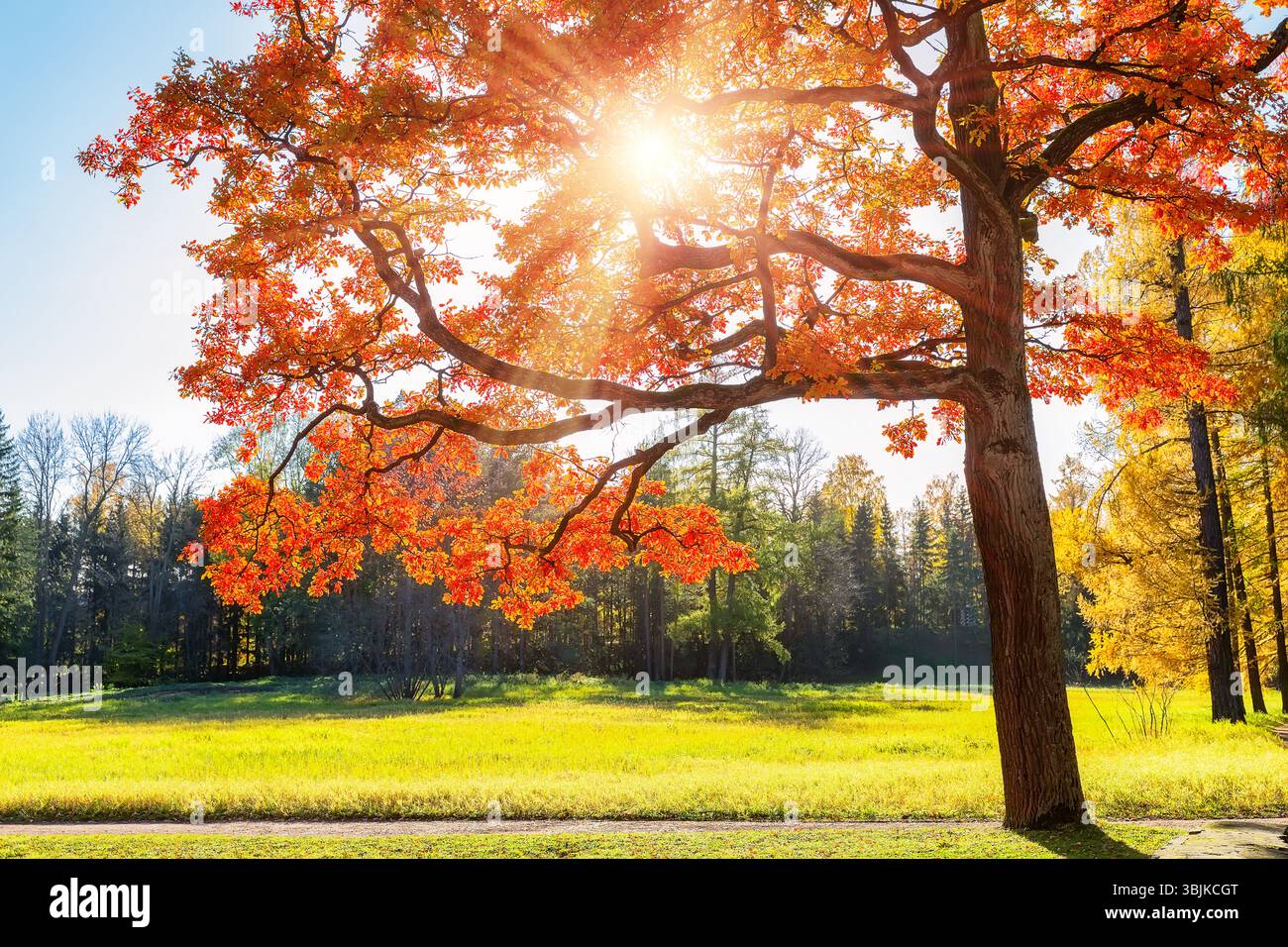 Albero autunnale con foglie rosse marroni e erba verde nel parco cittadino autunnale nelle giornate di sole. Alberi autunnali con foglie dorate e luce solare. Foto Stock