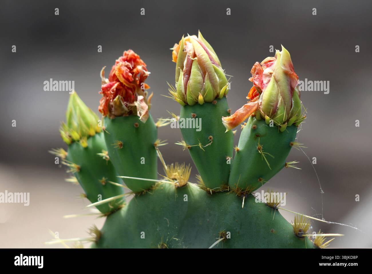 Il cactus di fico d'India Opuntia, chiamato anche fico nopico e indiano, mostra dei polverini carnosi con spine affilate e una fila di boccioli di fiori, alcuni con re selvatico Foto Stock