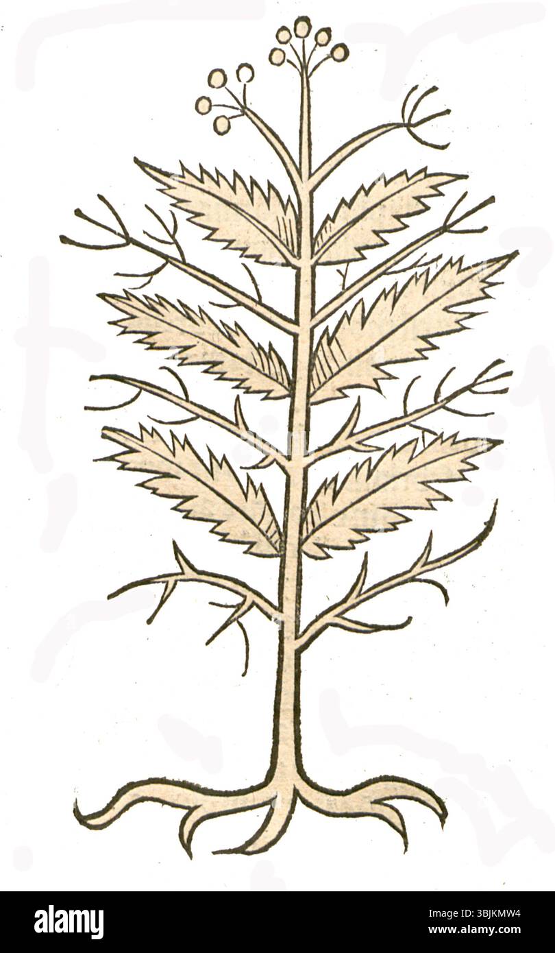 Illustrazione di Anacyclus pyrethrum (noto anche come Pyrethrum), una pianta in fiore. L'immagine è stata creata nel 1491 e rappresenta le caratteristiche botaniche della specie. Foto Stock