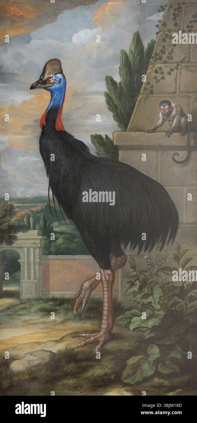 Barlow, Francis; Un Cassowary; National Trust, Clandon Park; http://www.artuk.org/artworks/a-cassowary-216867 Foto Stock Barlow, Francis; Un Cassowary; National Trust, Clandon Park; http://www.artuk.org/artworks/a-cassowary-216867 Foto Stock