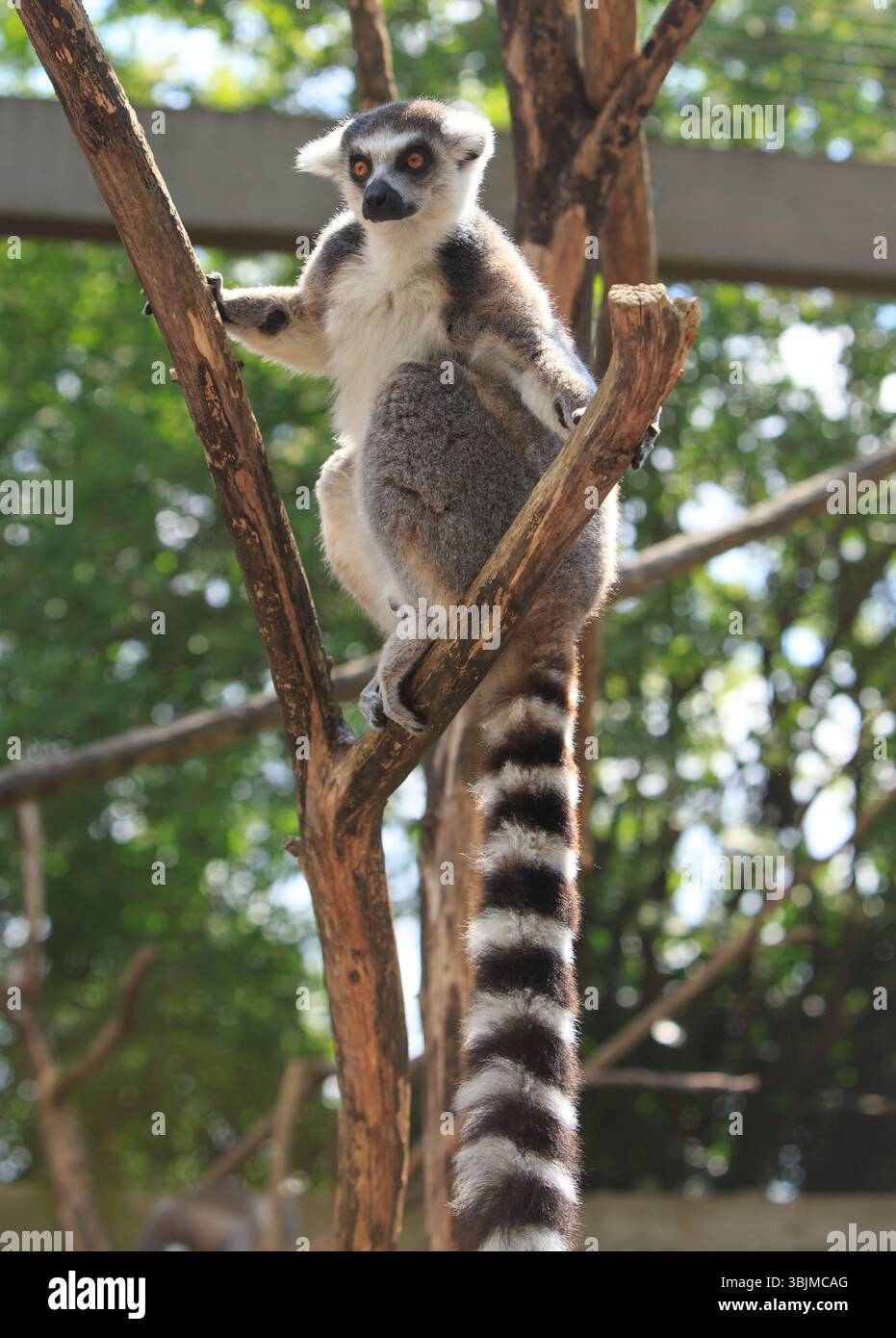 Un lembo con suoneria di avviso in piedi su un albero, con una lunga coda bianca e nera appesa sotto, Foto Stock