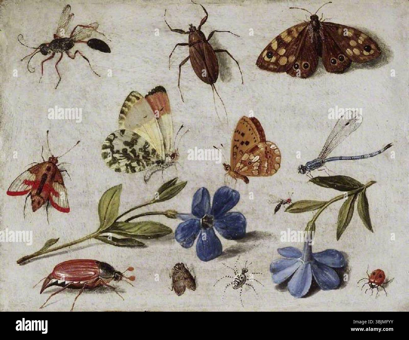 Van Kessel, Jan; insetti; Fitzwilliam Museum; http://www.artuk.org/artworks/insects-5469 Foto Stock