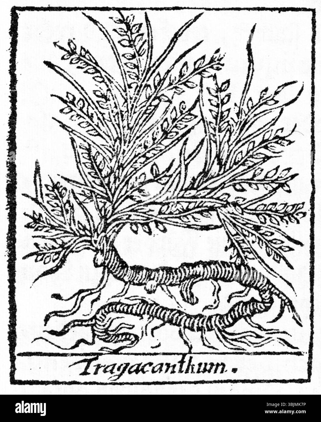 Un'illustrazione del 1721 della specie di Astragalus, intitolata "Tragacanthum", che raffigura la pianta comunemente nota per la sua gomma utilizzata in varie applicazioni. Foto Stock Un'illustrazione del 1721 della specie di Astragalus, intitolata "Tragacanthum", che raffigura la pianta comunemente nota per la sua gomma utilizzata in varie applicazioni. Foto Stock