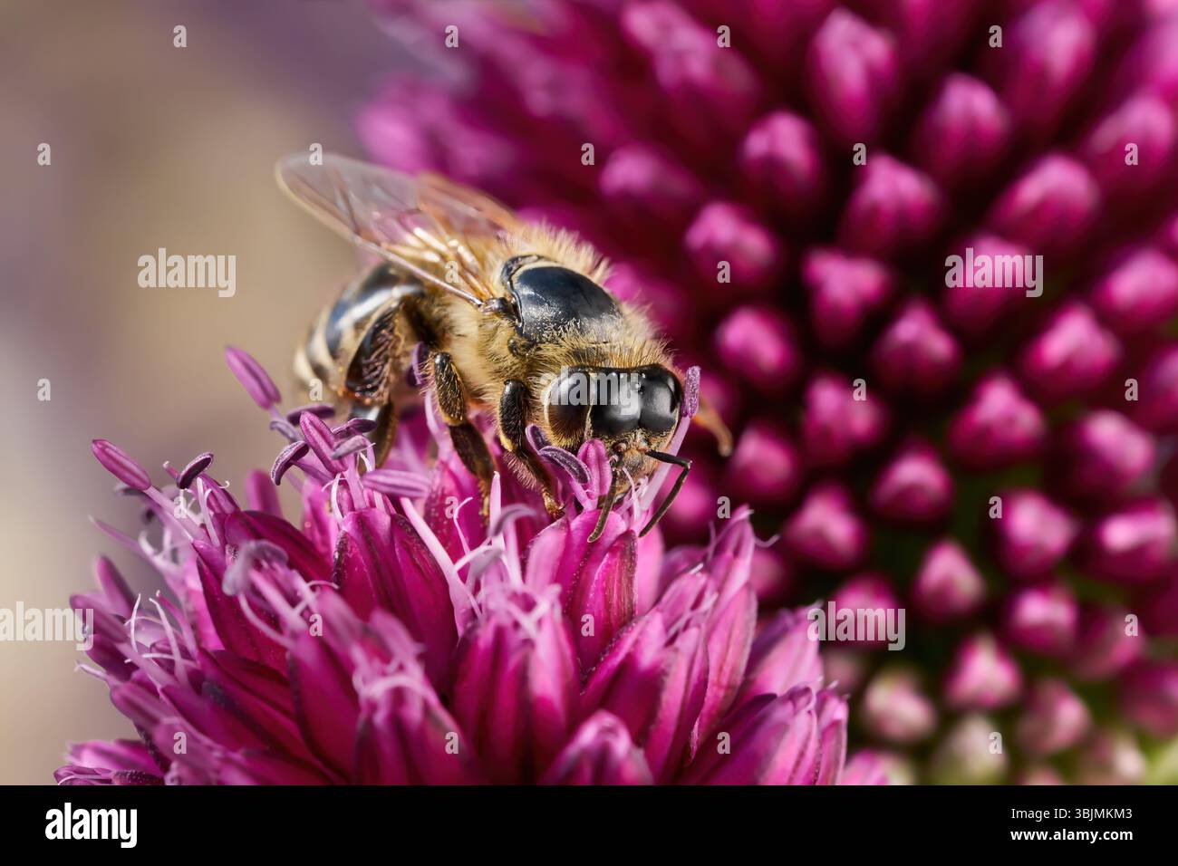Bee macro su fiore viola (Allium sphaerocephalon) Foto Stock