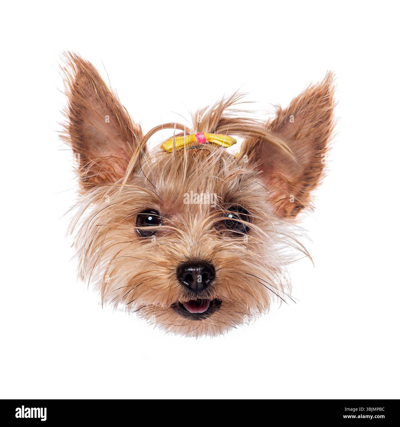 Adorabile cucciolo terrier dello yorkshire che sbircia su uno sfondo bianco e indossa un fiocco giallo Foto Stock