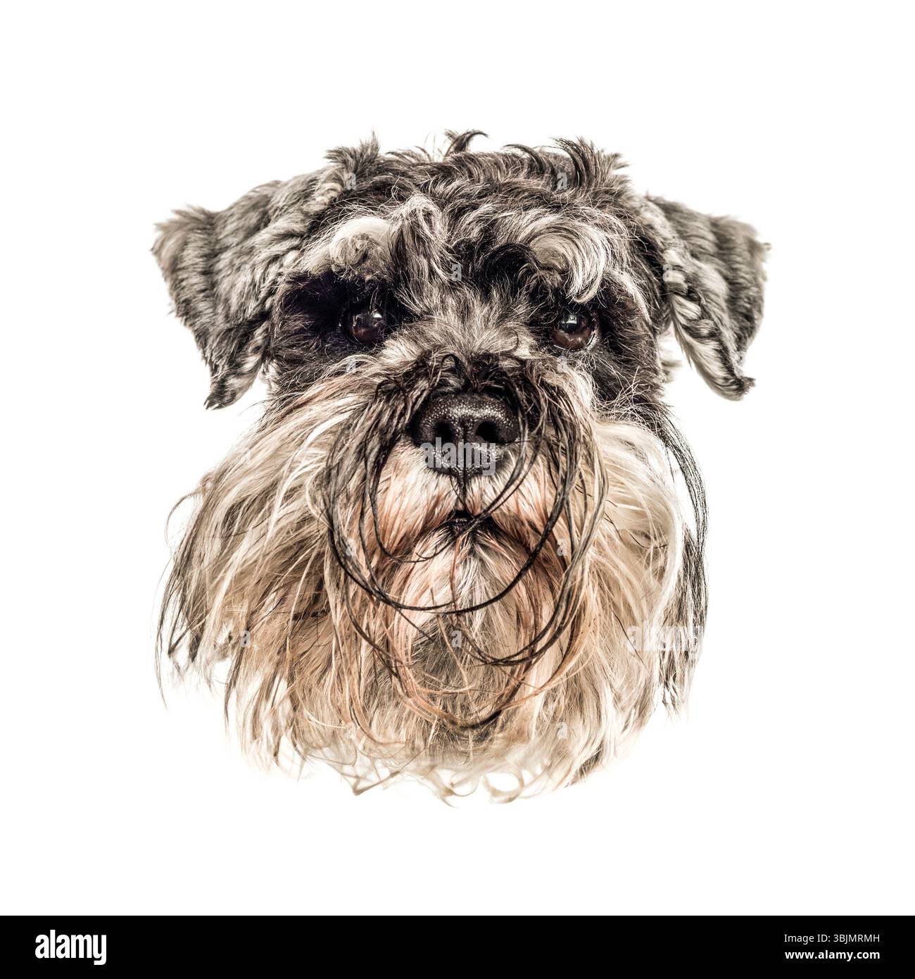 Ritratto di cane schnauzer in miniatura isolato su sfondo bianco Foto Stock