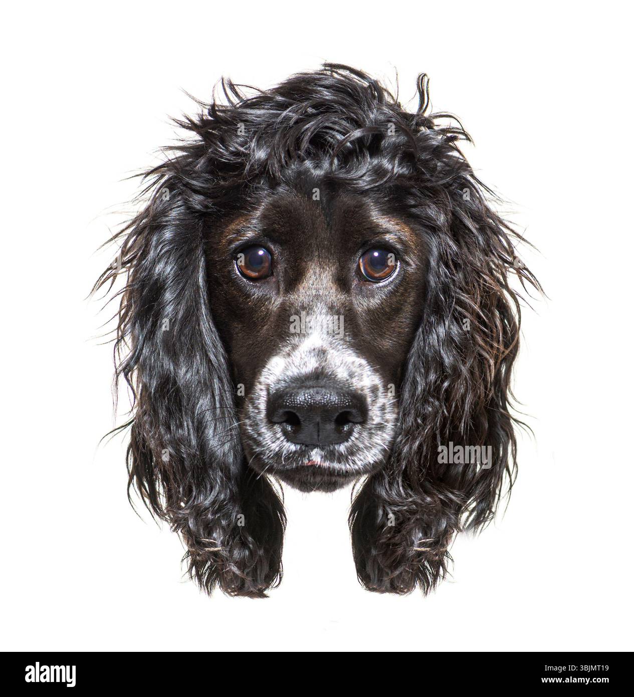 Primo piano di un cocker spaniel funzionante con occhi espressivi e pelliccia bagnata su sfondo bianco Foto Stock