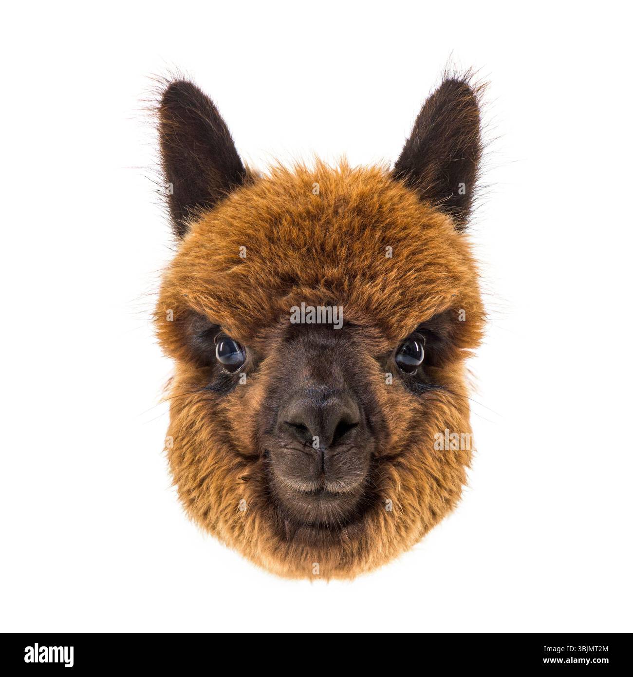 Testa di alpaca marrone e nero isolata su sfondo bianco, sembra sorpresa Foto Stock