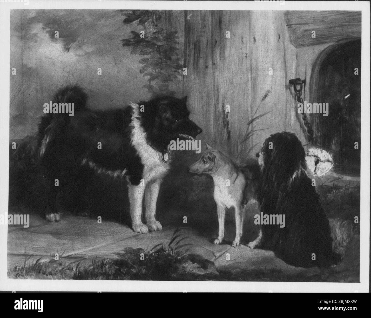 "Three Dogs" di Thomas Musgrove Joy (1843) mette in mostra un cane eschimese, un Basenji del Niger, e un barboncino, tutti dipinti a olio su tela, concentrandosi sulle caratteristiche della razza. Foto Stock