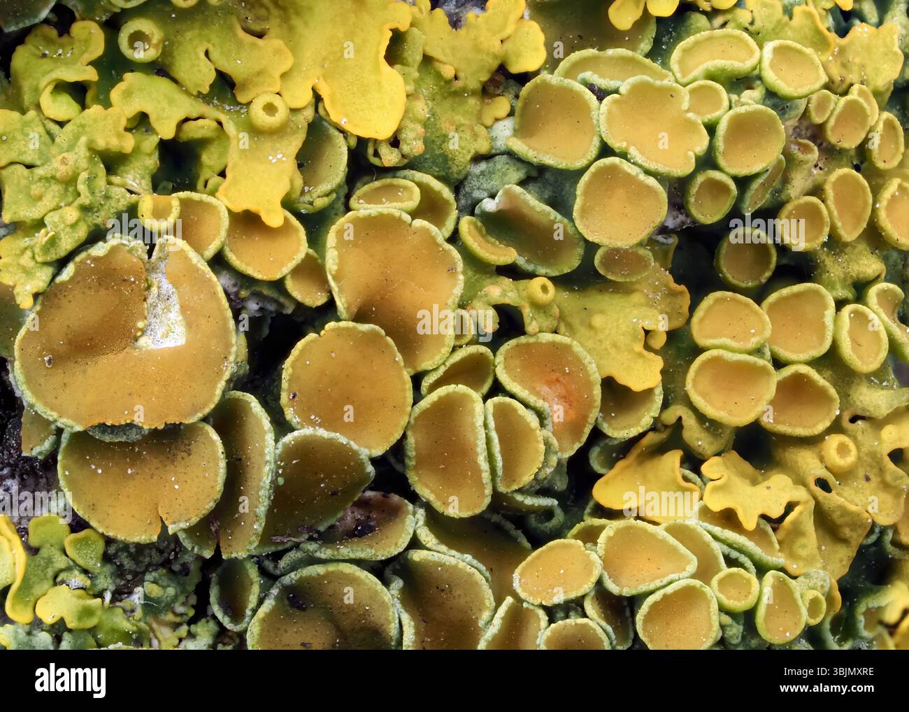 Una foto macro dettagliata che mostra i motivi intricati e i colori vivaci dei licheni frondosi, con tonalità di verde e giallo. Cattura la natura" Foto Stock