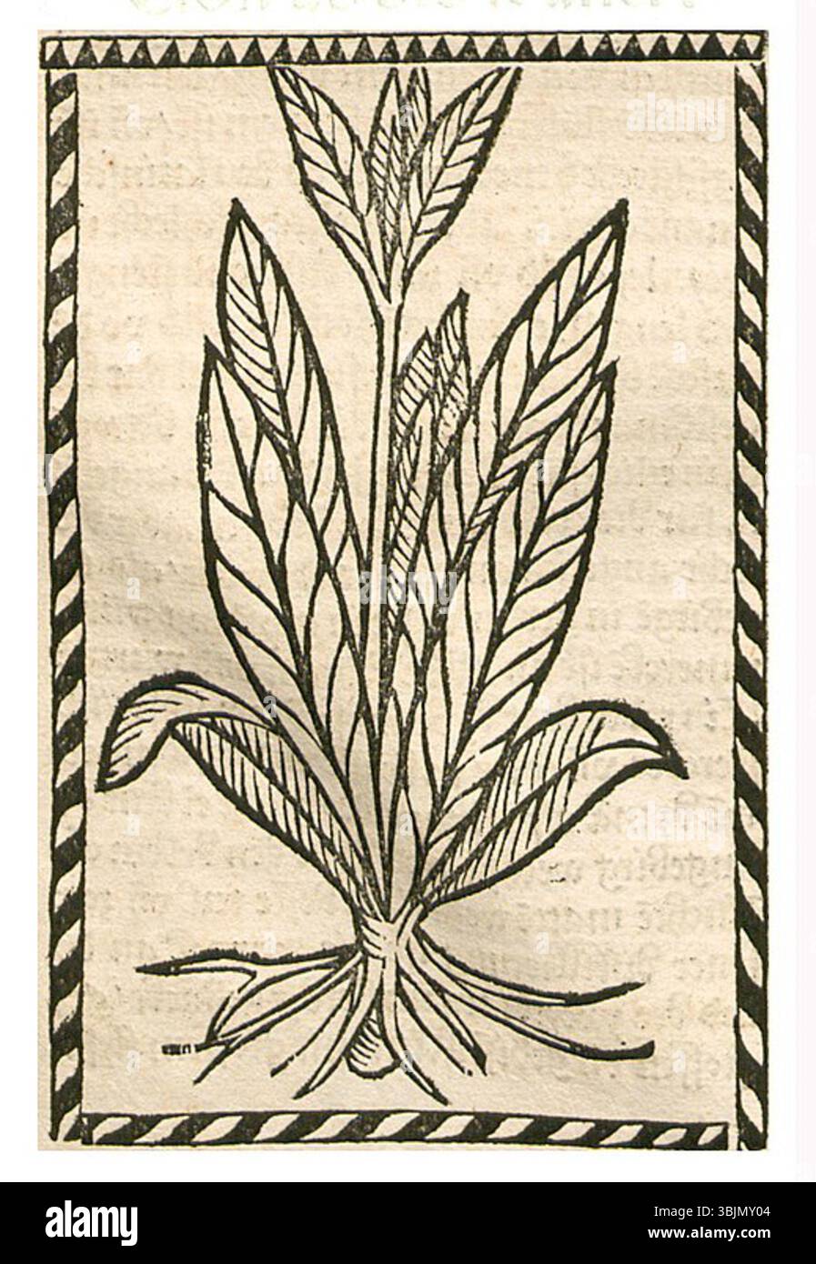 Un'illustrazione del 1500 di Hieronymus Brunschwig raffigura *Succisa pratensis*. Questo primo lavoro botanico contribuisce alla documentazione scientifica delle specie vegetali. Foto Stock