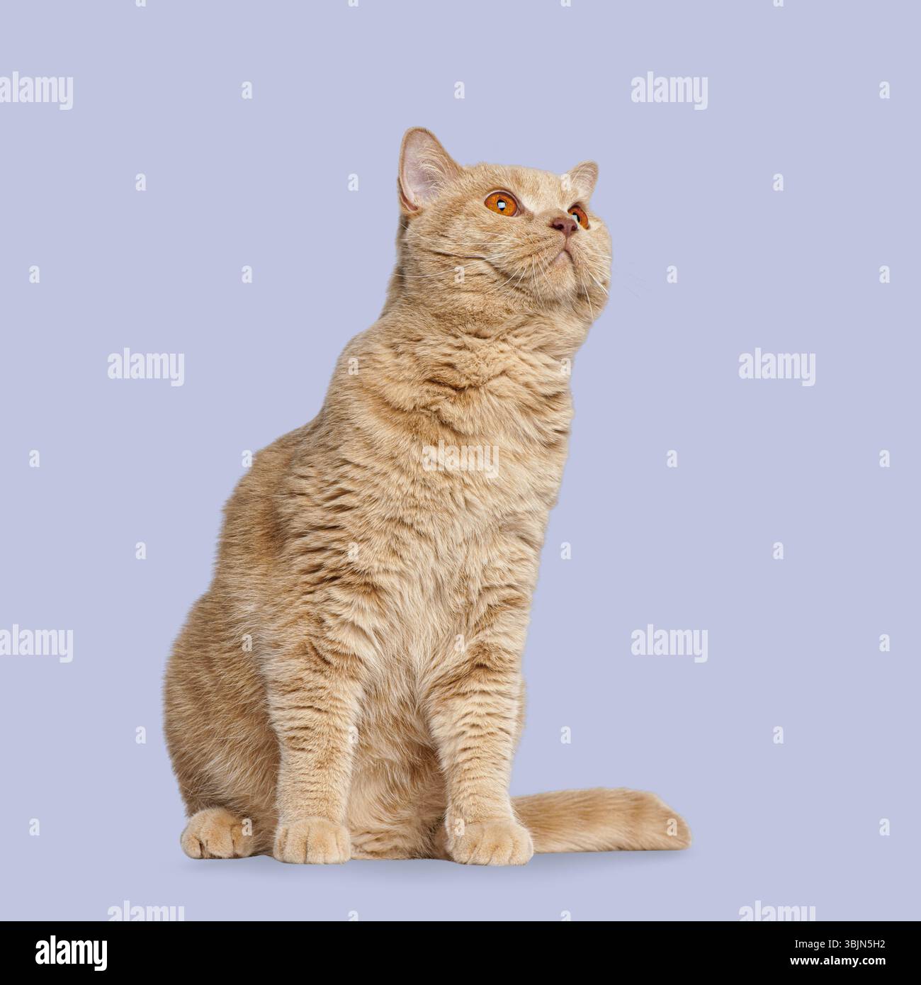 Adorabile gatto britannico shorthair, seduto e guardato in alto con curiosità su uno sfondo viola senza cuciture Foto Stock