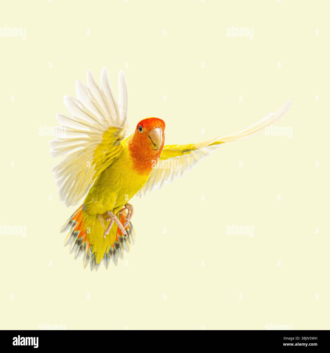 Uccello dall'aspetto rosato con ali aperte, che mostra il suo piumaggio colorato, volando su uno sfondo giallo chiaro Foto Stock