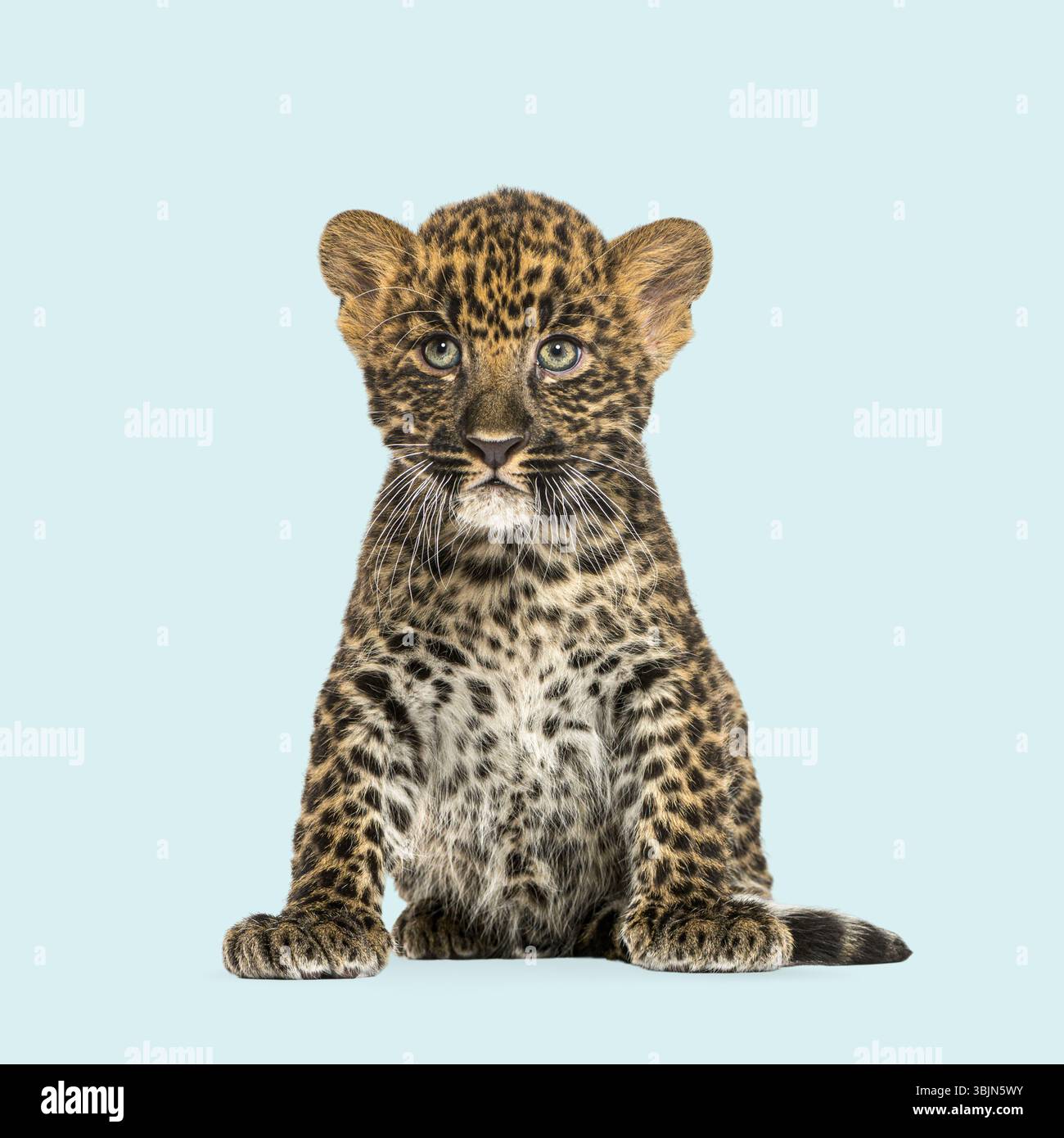 Giovane cucciolo di leopardo seduto e fissato, isolato su uno sfondo azzurro senza cuciture Foto Stock