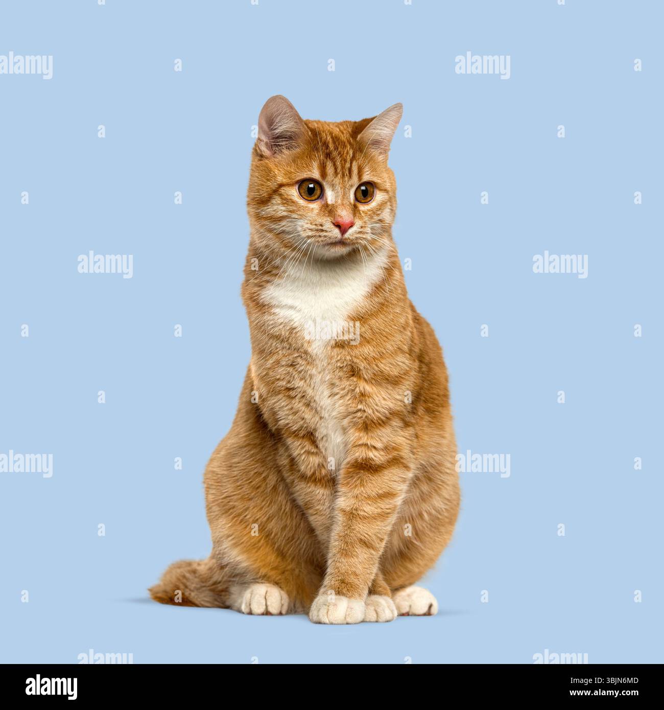 Adorabile gatto dello zenzero seduto e rivolto verso l'esterno su uno sfondo blu senza cuciture, perfetto per i progetti relativi agli animali domestici Foto Stock