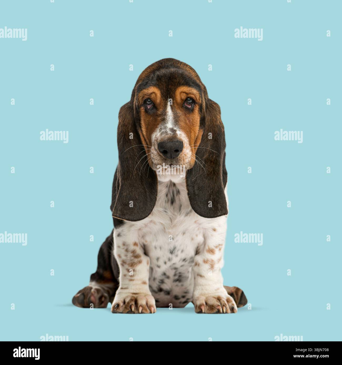 Adorabile cucciolo di cane basset seduto e in posa su uno sfondo blu senza cuciture, creando un ritratto pulito e vivace Foto Stock