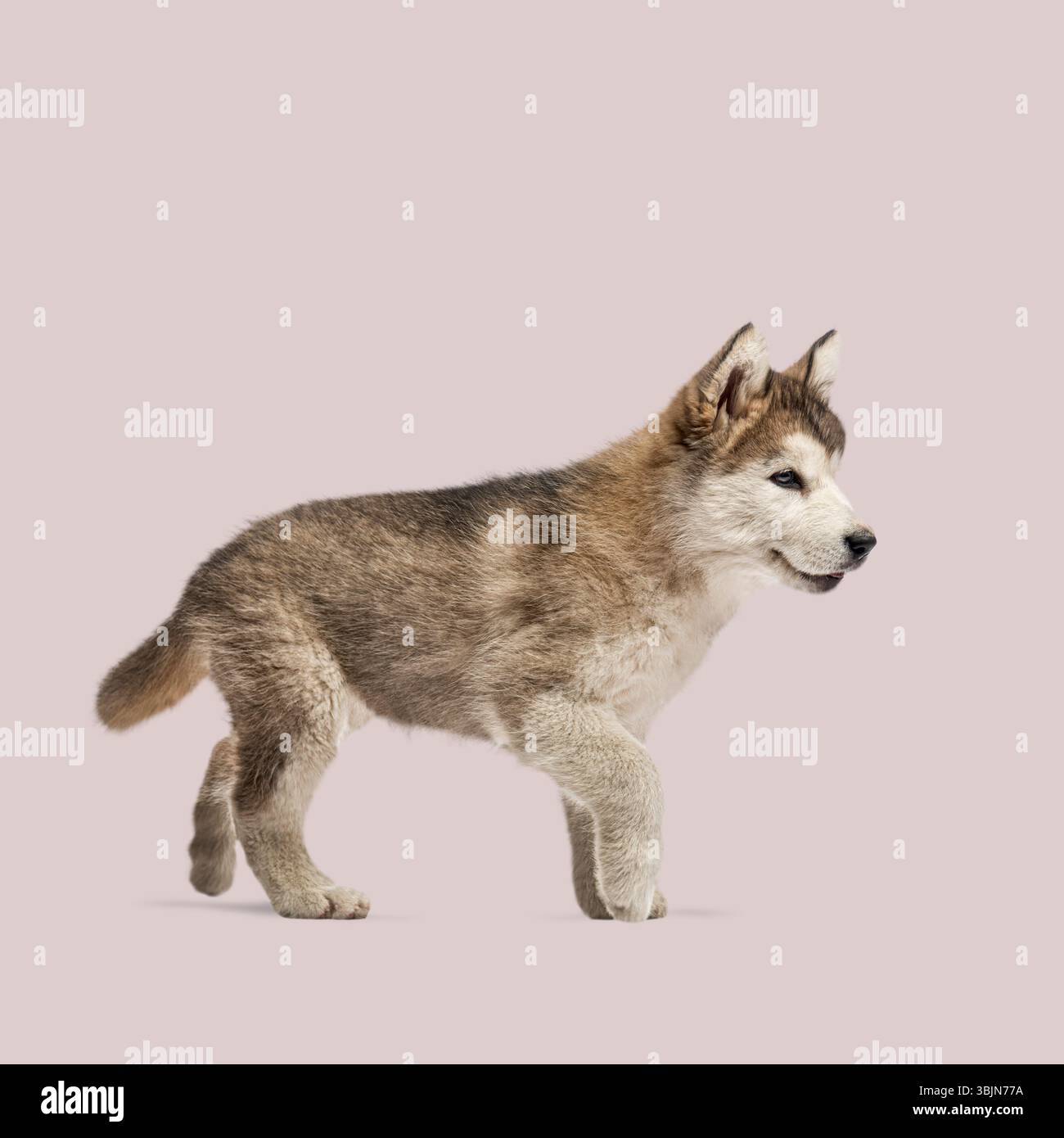 Vista laterale dell'adorabile cucciolo malamuto dell'alaska che cammina dolcemente su sfondo rosa chiaro Foto Stock