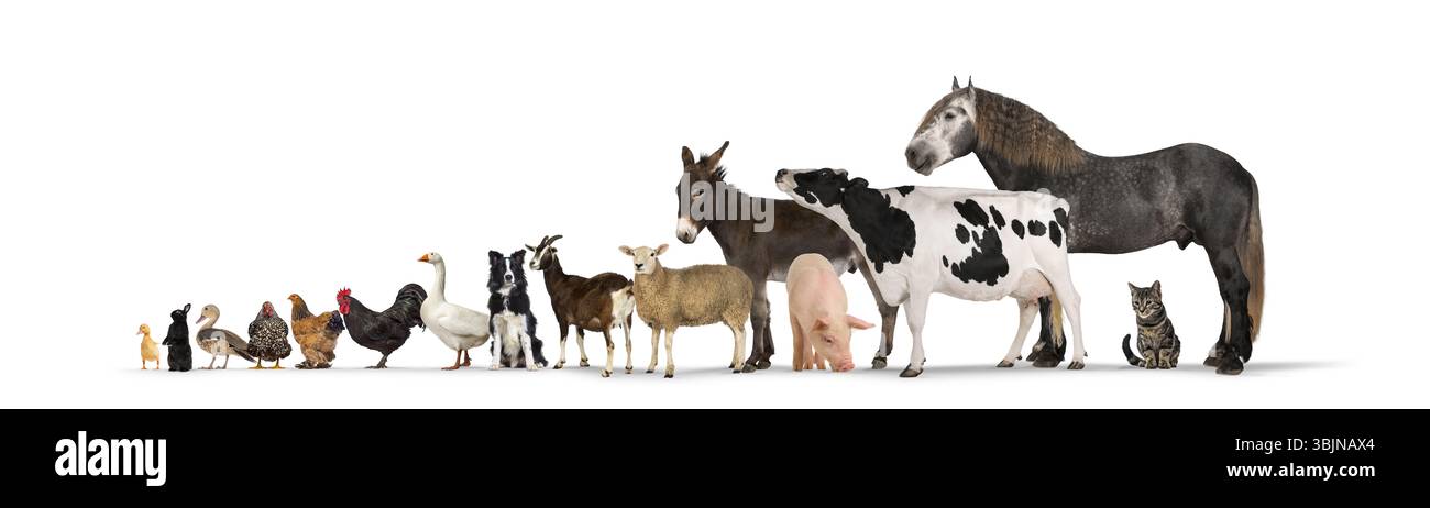 Gruppo numeroso di animali da allevamento con cavalli, mucche, suini, asini, ovini, capra, cane, gatto, oca, anatra, rooster, gallina e pulcino in posa insieme sul backgrou bianco Foto Stock